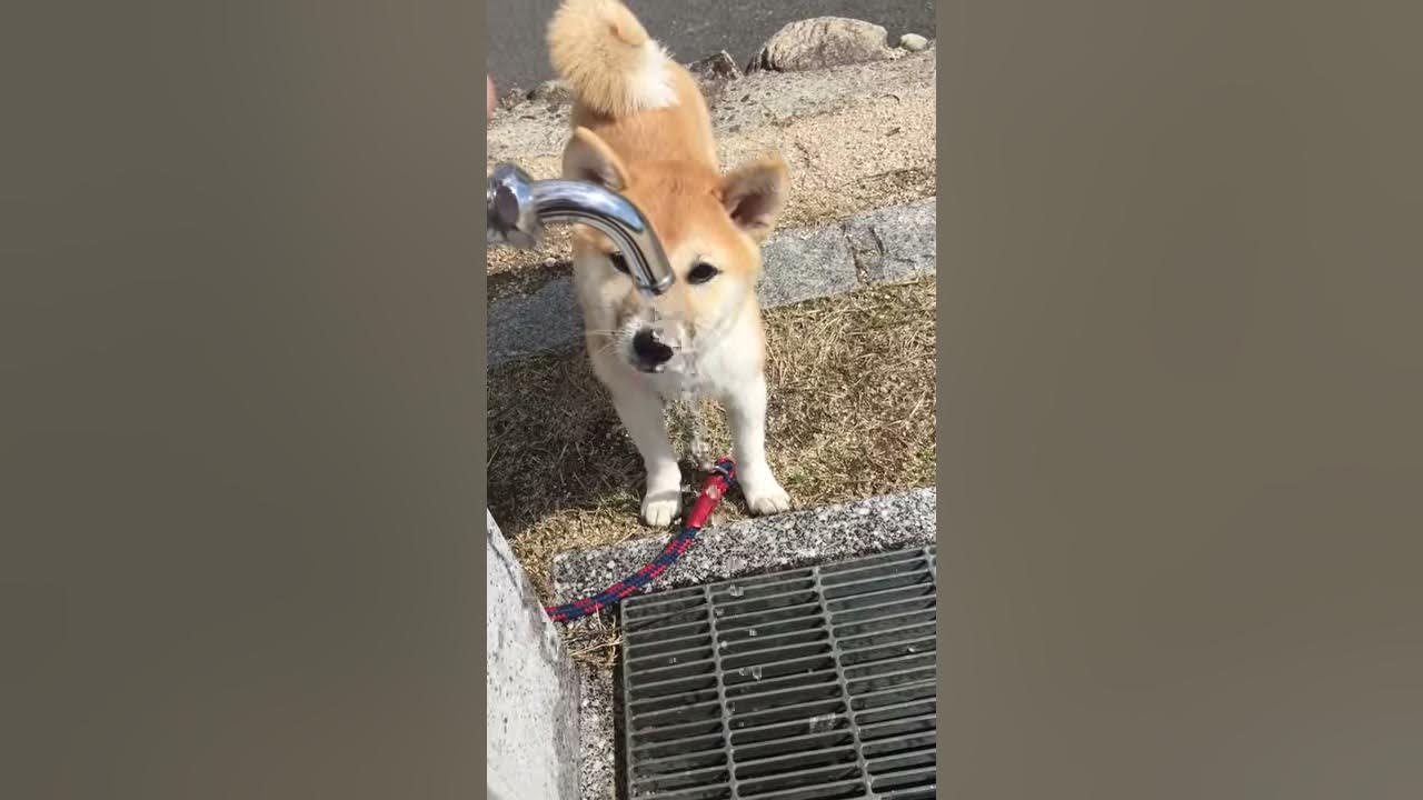 柴犬 愛美 水を飲んでむせる柴犬 Youtube