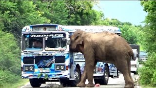 Elephant enclosure in Yala Park