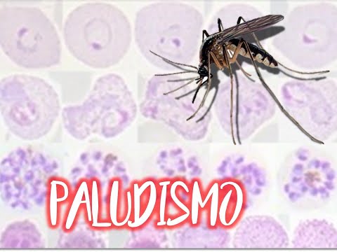 Vídeo: Expresión Dinámica De MiRNAs En Etapas Inmaduras Y Adultas Del Mosquito De La Malaria Anopheles Stephensi