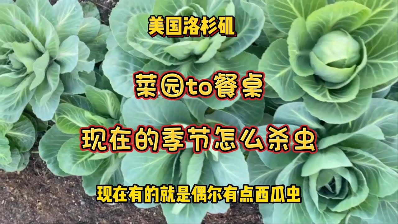 （油麦菜和籽包菜，杀虫）菜园里摘的菜，菜园to餐桌，现在这个季节这些虫怎么杀 - 【lisavlog 游子记】