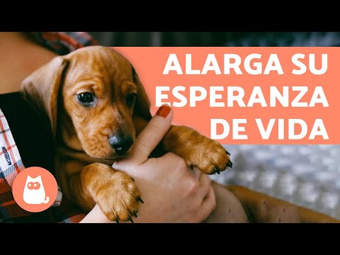 Video: Cómo Alargar La Vida De Un Perro