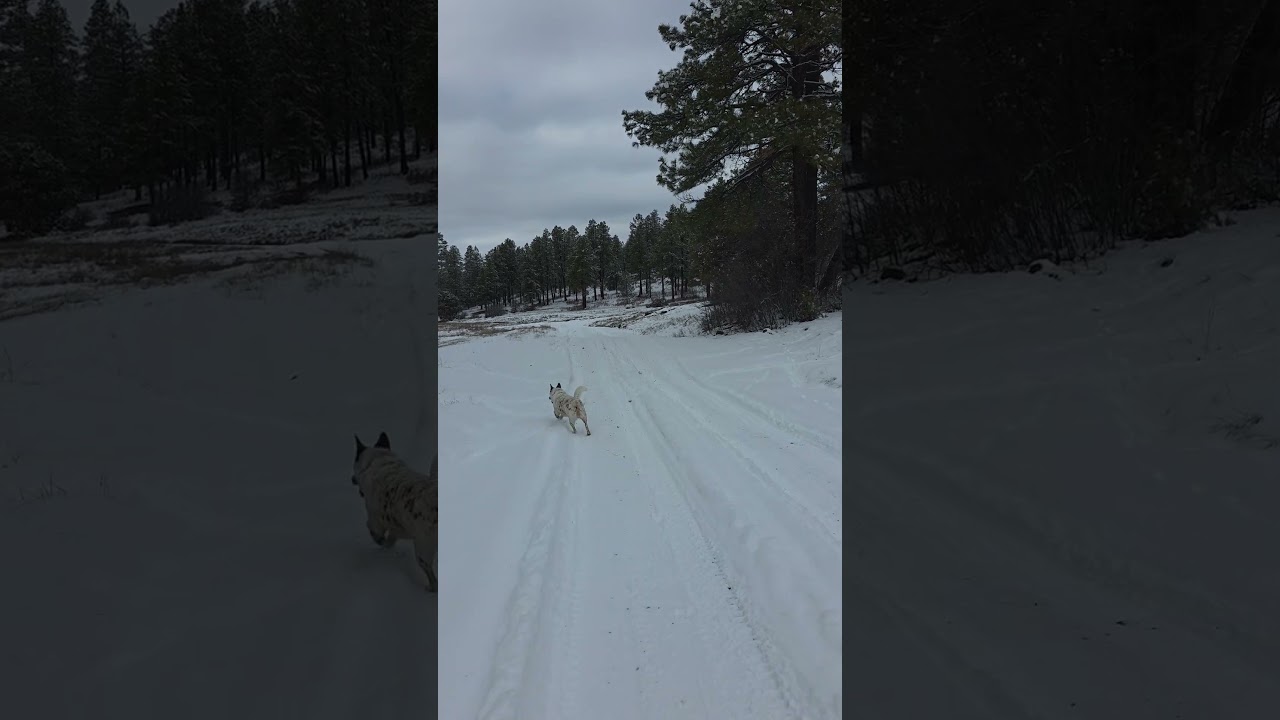 Snowy Mountain Hike With My Dog | Colorado
