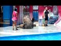 HD Mundo Marino San Clemente del Tuyu Show de lobos focas 3/3  HD