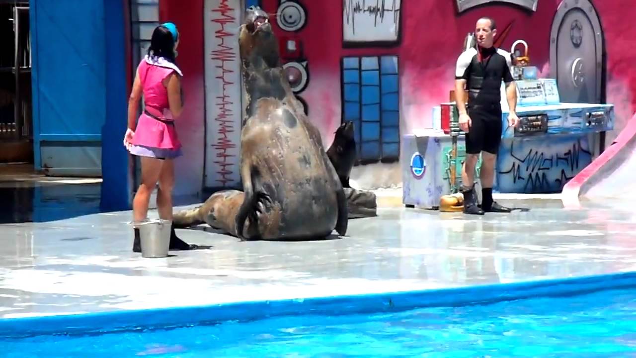 HD Mundo Marino San Clemente del Tuyu Show de lobos focas 3/3  HD