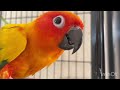 Sunconure #birds #sunconure #trending #birdslover#birds #parrot