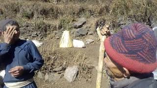 Extensive way of sheep farming at himalayan part of dolakha (Alampu village),Nepal