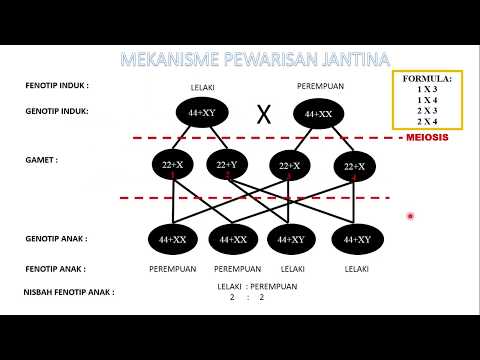 Video: Cara Menentukan Jantina Kanak-kanak Dengan Darah