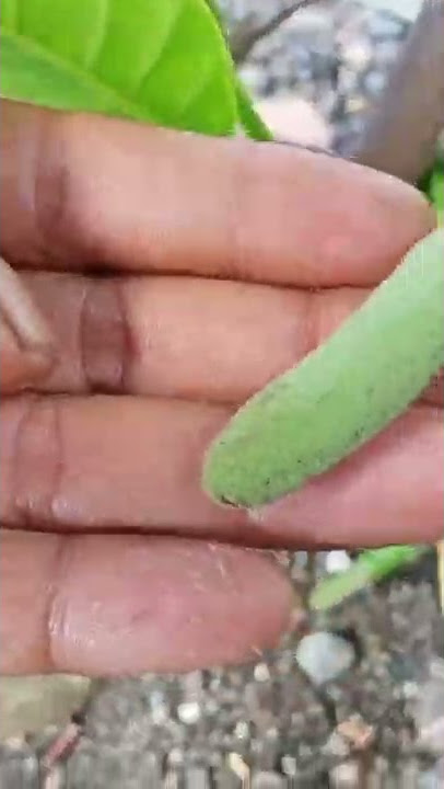 Ramuan obat diare mencret paling manjur