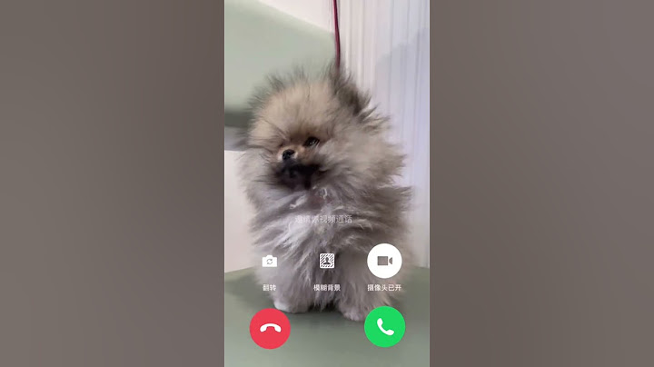 静电小狗向你发出视频通话的请求☎️#博美 #萌宠日常记录