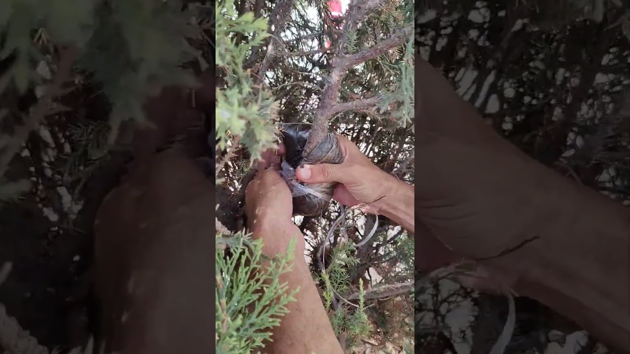 How to propagate CYPRESS PLANT by Airlayering full process