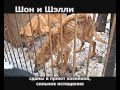 Cохраним жизнь бездомным животным 2