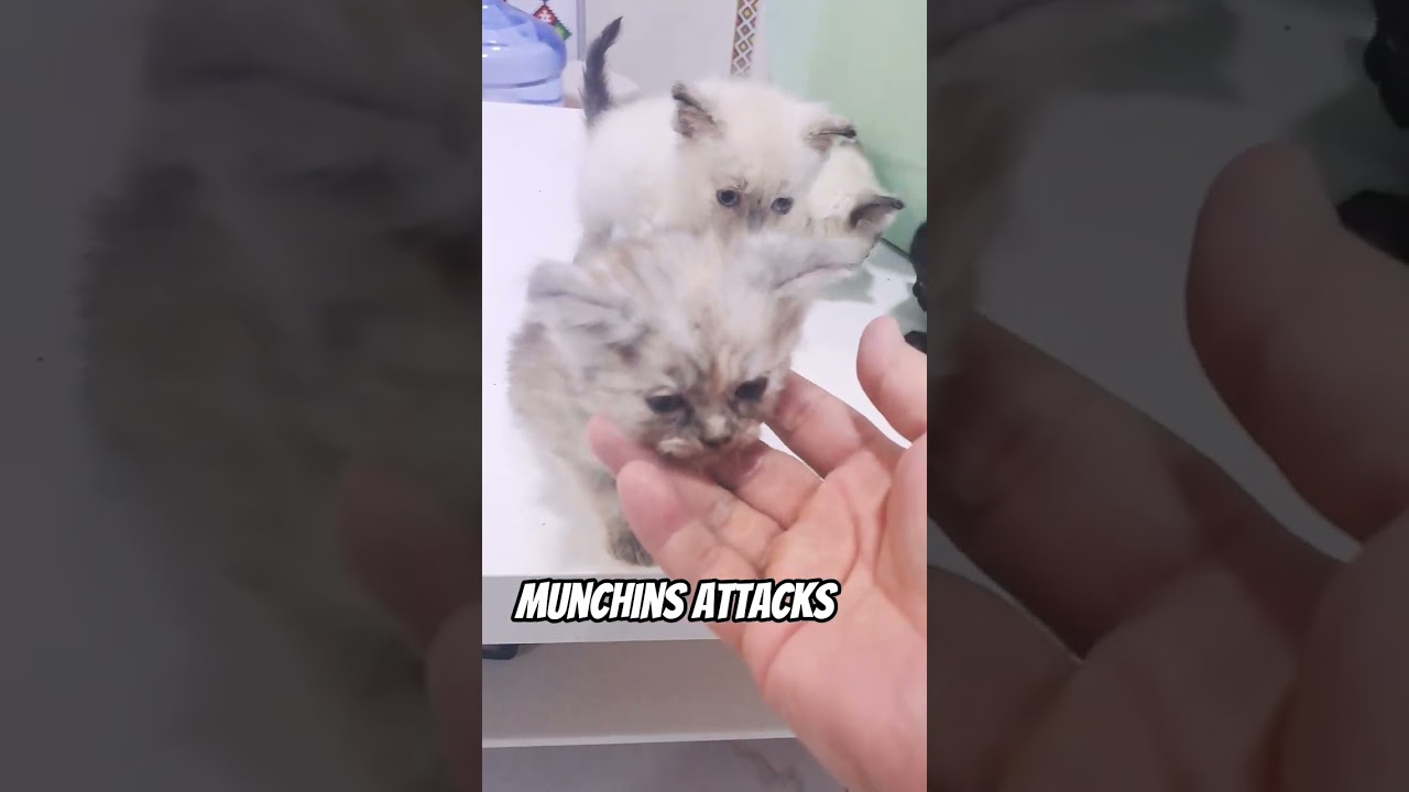 munchins attack #catshorts #cat #cutecat #funnycats #catshorts #kitten #catvideos