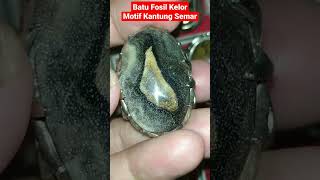 Download Lagu Batu Fosil Kelor Motif Kantung Semar Unik Tuah Alam MP3
