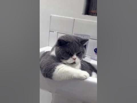 Мемы коты воители - YouTube
