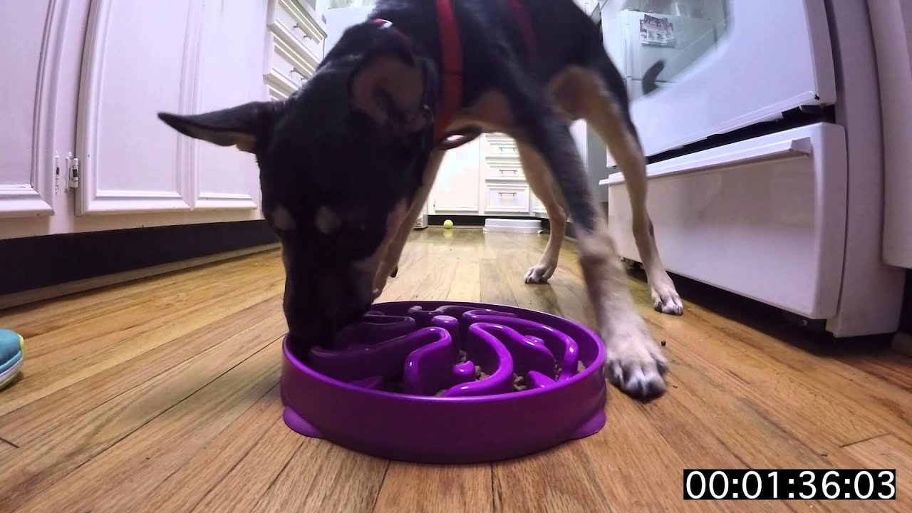 Slow Eating Dog Bowl YouTube Slow Eating Dog Bowl YouTube
