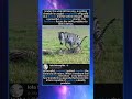 Don't Mess with Mom! Angry Zebra Stomps on a Cheetah to Save her Baby! 🦓💥#zebraattacks #cheetah