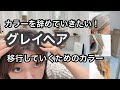 グレイヘアの作り方＊移行期間のカラーやハイライトについて【白髪・髪型】