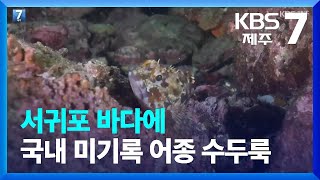 [현장K] 서귀포 바다에 국내 미기록 어종 수두룩 / KBS  2022.11.22.