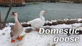 Domestic goose | bred for meat, fat, feathers and liver