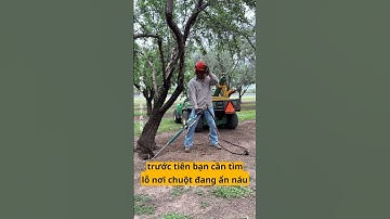 Phương pháp đặc biệt tiêu diệt chuột cho người nước ngoài rất thú vị