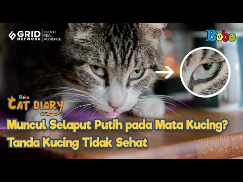 Video: Bisakah kucing bermata juling melihat dengan baik?