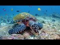 Croisière plongée Maldives "Sud centre" décembre 2017