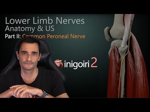 LOWER LIMB NERVES ANATOMY & US (PART II): COMMON PERONEAL NERVE