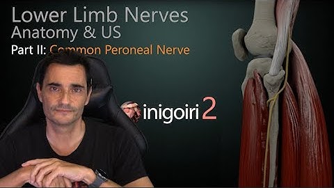LOWER LIMB NERVES ULTRASOUND (PART II) | Common Peroneal Nerve to Foot – Anatomy & Scan