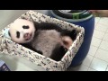 圓仔聽到了  The Giant Panda Baby Can Hear Now!