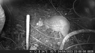 Paca comendo grão por grão de milho