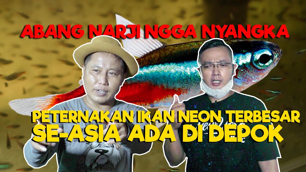 ABANG NARJI GAK NYANGKA || PETERNAKAN IKAN NEON TERBESAR SE-ASIA ADA DI DEPOK - JURAGAN LAHAN