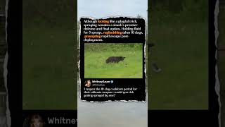 Why This Tiny Skunk Scared Off A Giant BEAR! 🦨🐻 #Nature #Wildlife #Funny