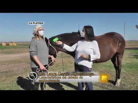 Laura Garcia caracteristicas del caballo y monturas de Equinoterapia