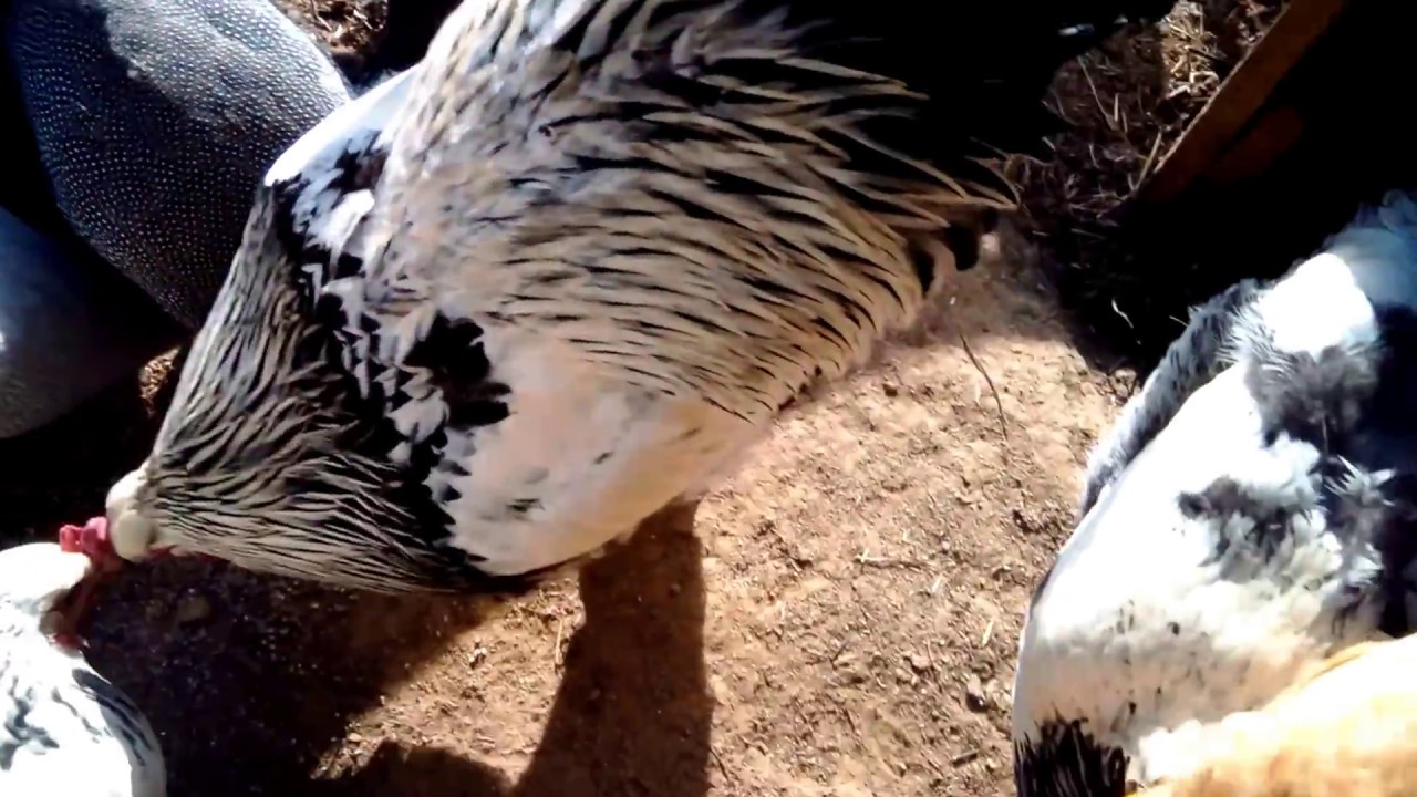 Chickens, guineas and tom turkey eating feed