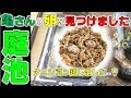 亀さんの卵を見つけました！タニシの引っ越し…？【2018#035】