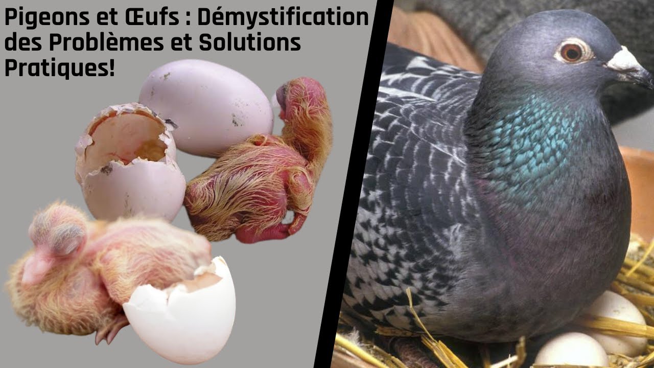 Pigeons et Œufs Démystification des Problèmes et Solutions Pratiques — free download