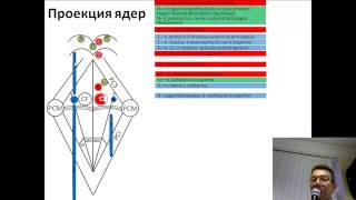 Ядра черепных нервов