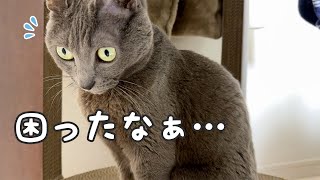 寒い日に寝る場所がない猫ハムちゃん… by ねこほうチャンネル 39,968 views 1 month ago 4 minutes, 13 seconds