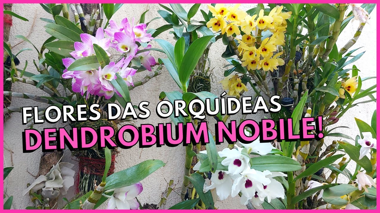 AS LINDAS FLORES DAS ORQUÍDEAS DENDROBIUM NOBILE - OLHO DE BONECA! - thptnganamst.edu.vn