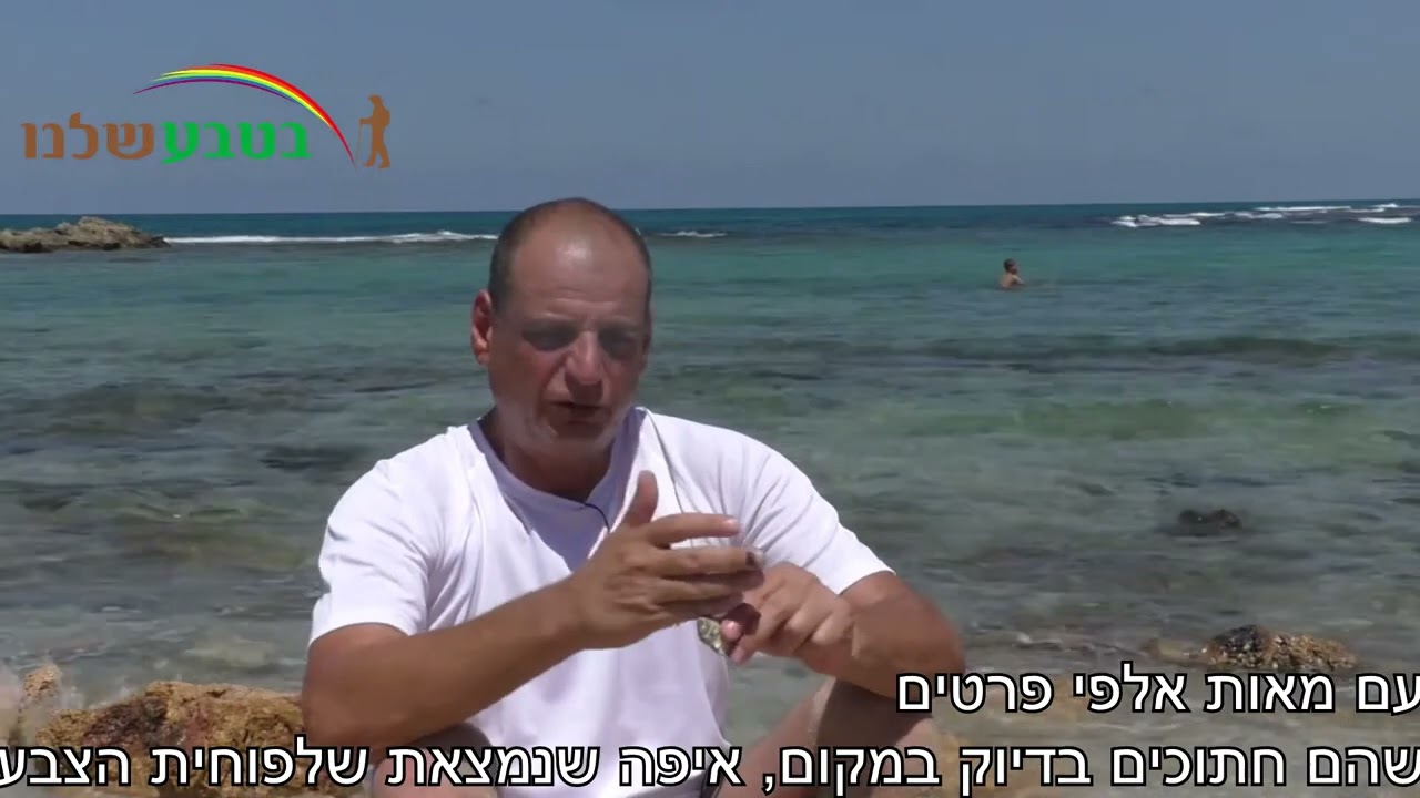 ארגמון הקוצים ופתיל התכלת לציצית