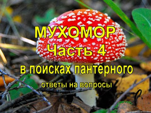 Мухомор. Часть 4.  В поисках пантерного. Ответы на вопросы.