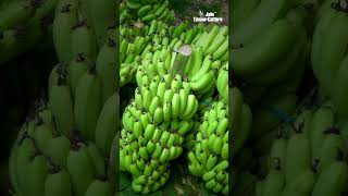 Jain Banana Tissue Culture Miracle on My Farm  farmer  agriculture