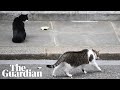Larry the cats testy relationship with other animals