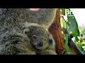 Laustralie veut sauver ses koalas