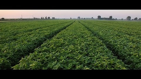 Basil harvesting and processing - Orti dei Berici
