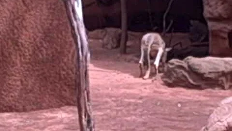 Kangaroos