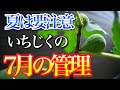 【いちじく】油断すると簡単に枯れる7月の管理について解説しています