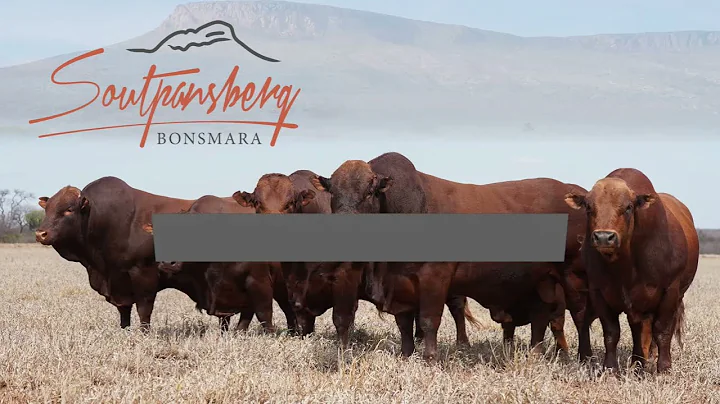 2023 Soutpansberg Bonsmara Production Auction