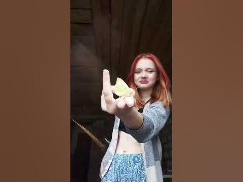 это бабочка #бабочка - YouTube