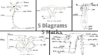 5 most important diagram of biology class 10
